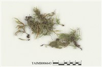 藏品(船葉苔)的圖片